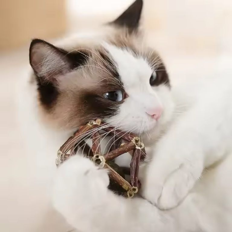 Whisker-Haven Cube