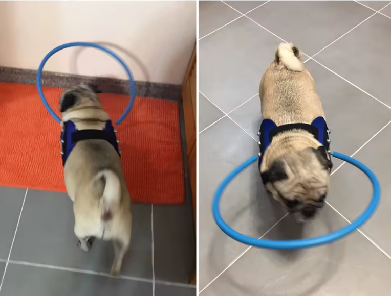 PawGuide