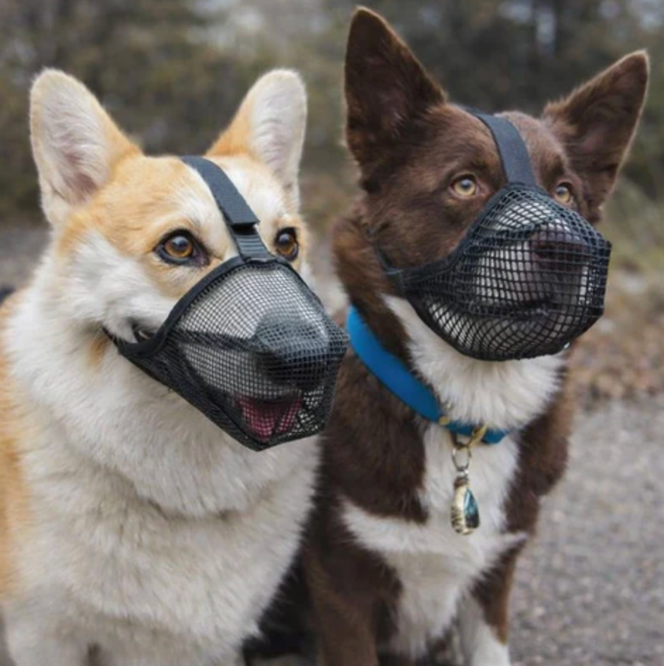 GoldenGuard Dog Mesh Muzzle