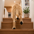 Anti-Slip Dog Paw Grips