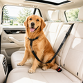 BucklePaws