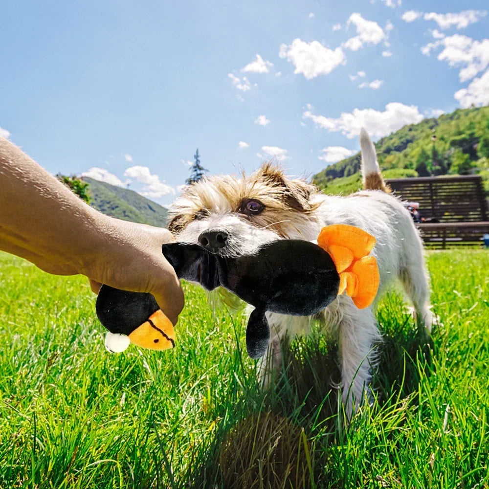 Squeaky Chicken Toy